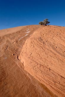 Red Sandstone And Juniper