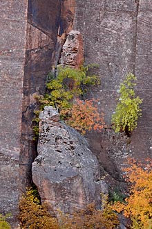 Fall Wall