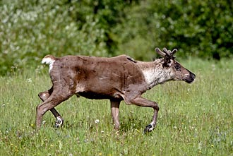 Woodland Caribou