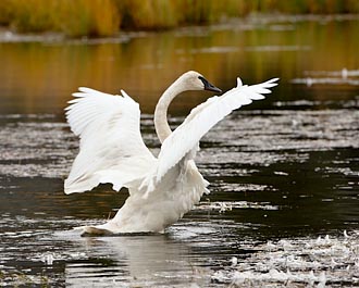 Trumpeter Swan Stretching Its Wings