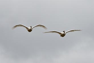 Trumpeter Swan Pair In Flight