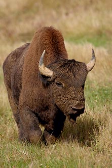 Wood Bison Bull