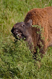 Wood Bison Calf