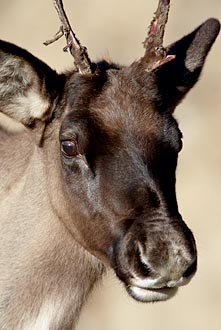 Young Woodland Caribou Buck