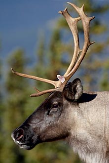 Woodland Caribou Buck