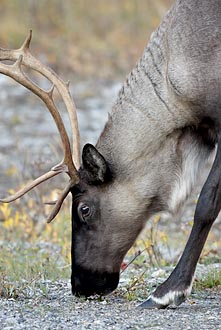 Woodland Caribou Buck Licking Salt