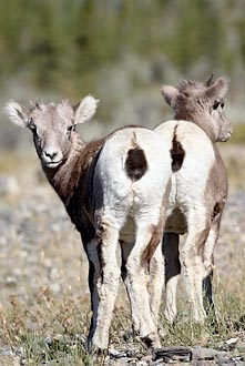 Bighorn Sheep Lambs