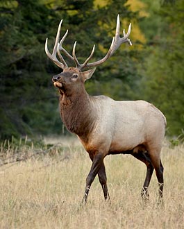 Bull Elk Strutting