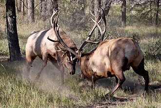 Two Bull Elk Fighting