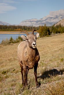 Bighorn Sheep Ewe