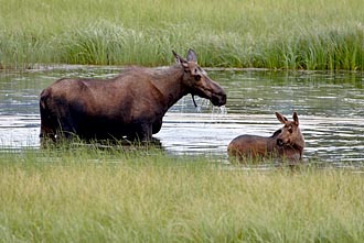 Moose Cow And Calf