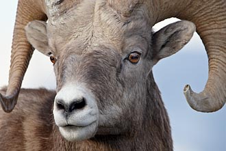 Bighorn Sheep Ram