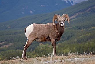 Bighorn Sheep Ram