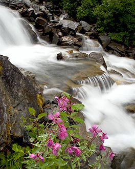 Cascade With Dwarf Fireweed