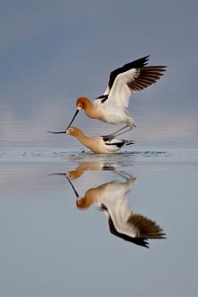 American Avocet Pair Mating