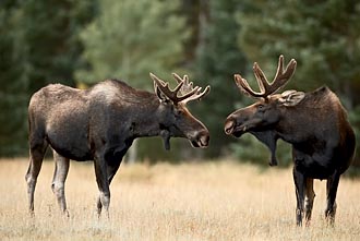 Two Bull Moose