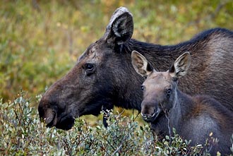 Moose Cow And Calf