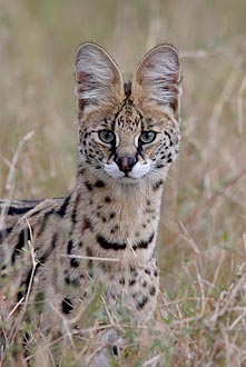 Serval