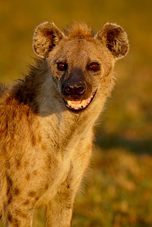 Spotted Hyena