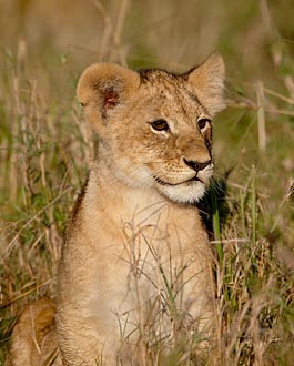 Lion Cub