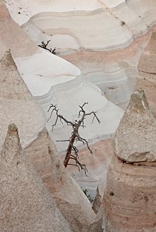 Dead Tree Among Tent Rocks