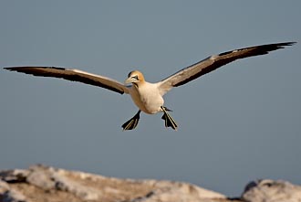 Cape Gannet On Final