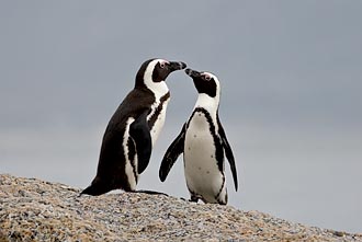 African Penguin Pair