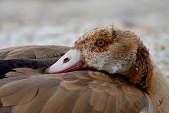 Egyptian Goose