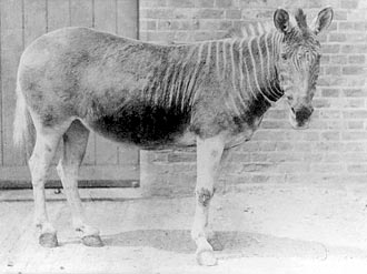 Quagga in an Enclosure