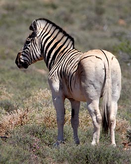 Quagga-Like Plains Zebra
