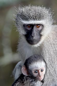 Vervet Monkey Mother And Infant