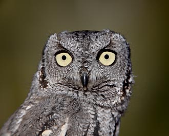 Western Screech-Owl