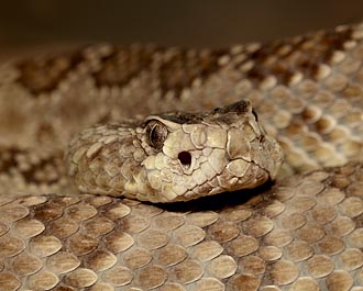 Northern Mojave Rattlesnake