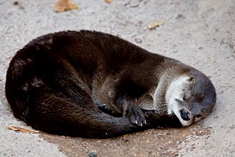 River Otter