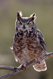 Great Horned Owl