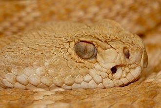 Hypomelanistic Western Diamond-Back Rattlesnake