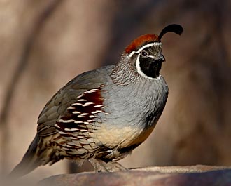 Male Gambel's Quail