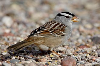 White-Crowned Sparrow