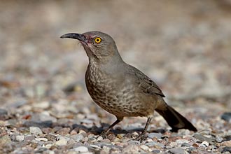 Curve-Billed Thrasher
