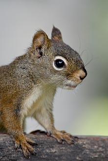 Red Squirrel