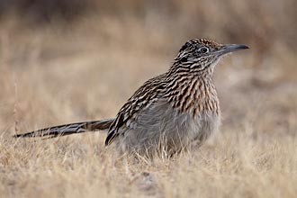 Greater Roadrunner