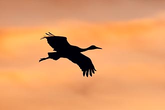 Sandhill Crane Flight Silhouette