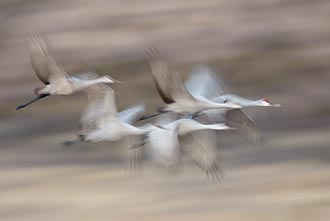 Abstract Sandhill Cranes In Flight