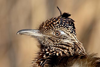 Greater Roadrunner