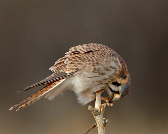 Female American Kestrel