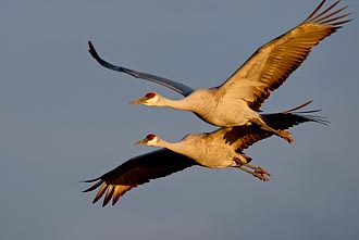 Sandhill Cranes In Flight