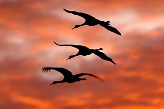 Sandhill Crane Flight Formation Silhouette