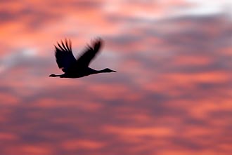 Sandhill Crane Flight Silhouette