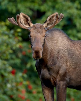 Young Bull Moose