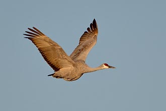 Cold Sandhill Crane In Flight